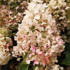 Syrenhortensia Silver Dollar 10-20 cm. - Bundt med 25 stk. barrodsplanter - Hydrangea paniculata Silver Dollar