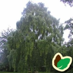 Betula pendula Tristis - Hængebirk / Træ 175-200 cm.