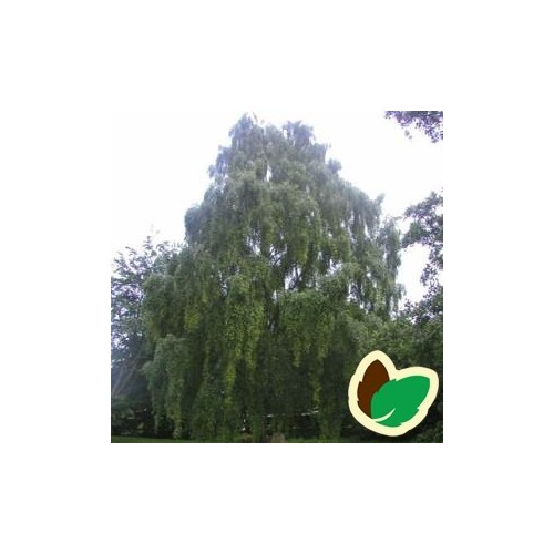 Betula pendula Tristis - Hængebirk / Træ 175-200 cm.