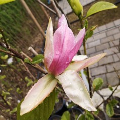 Magnolia Daybreak 250-275 cm. - Stammeomkreds 6-8 cm. - Cornus florida Cherokee Daybreak