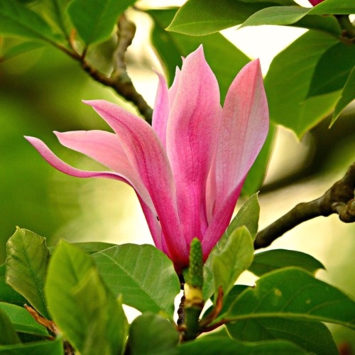 Magnolia Daybreak - Magnolie ( Tulipantræ )
