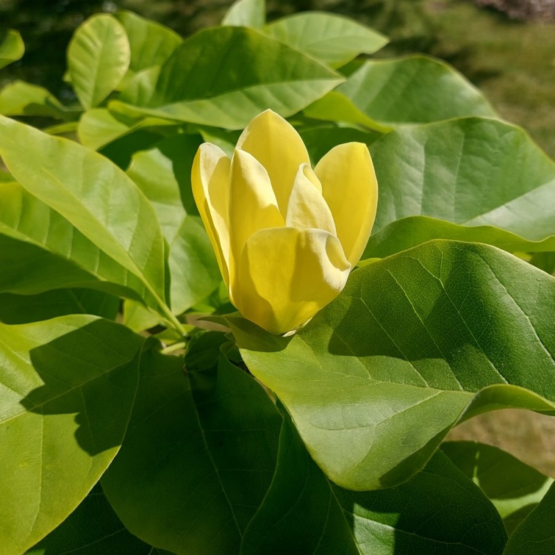 Magnolia x brooklynensis Yellow Bird 250-275 cm. / Stammeomkreds 8-10 cm.