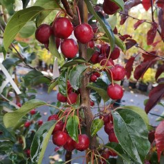 Paradisæble Brændkjær 2,75 - 3,25 meter / Stammeomkreds 12-14 cm. - Malus hybrid Braendkjaer