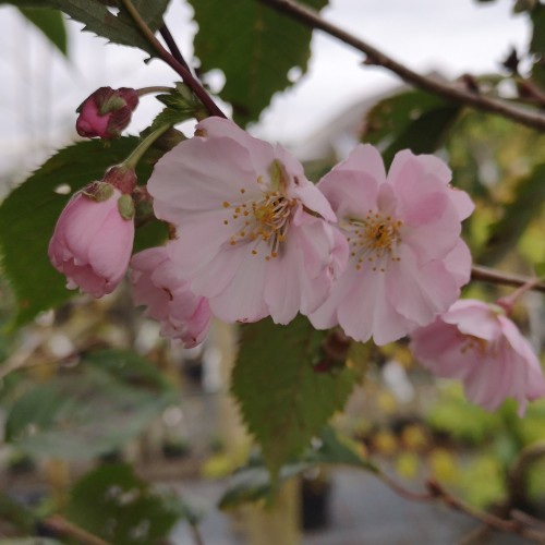 Prunus sargentii Accolade - Sakhalin Kirsebær / 80 cm. stamme