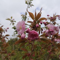 Japansk Kirsebær Kanzan 220 cm. stamme. m. Klump / Stammeomkreds 16-18 cm. - Prunus serrulata Kanzan