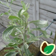 Pyrus salicifolia Pendula - Prydpære - Pilebladet Pære / 150 cm. stamme.