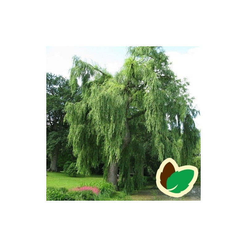 Salix alba Tristis - Guld Hængepil / 200-250 cm.