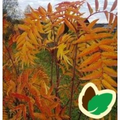 Sorbus commixta Dodong - Koreansk Røn / 175-200 cm.