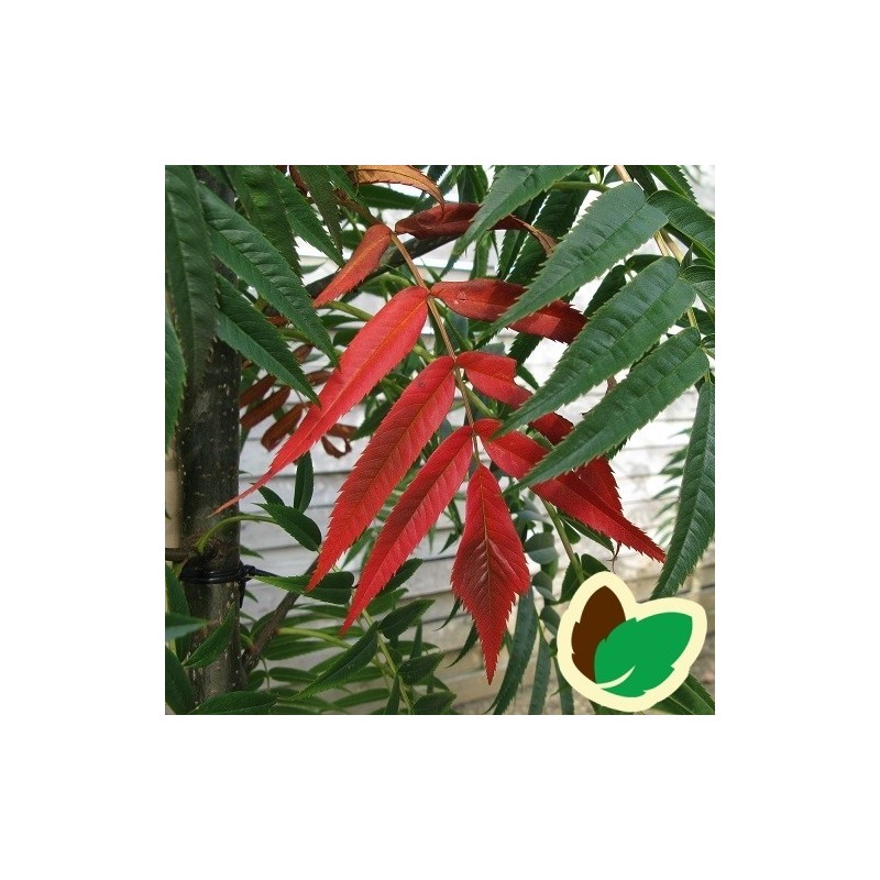 Sorbus commixta Dodong - Koreansk Røn / 175-200 cm.