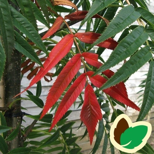 Sorbus commixta Dodong - Koreansk Røn / 175-200 cm.