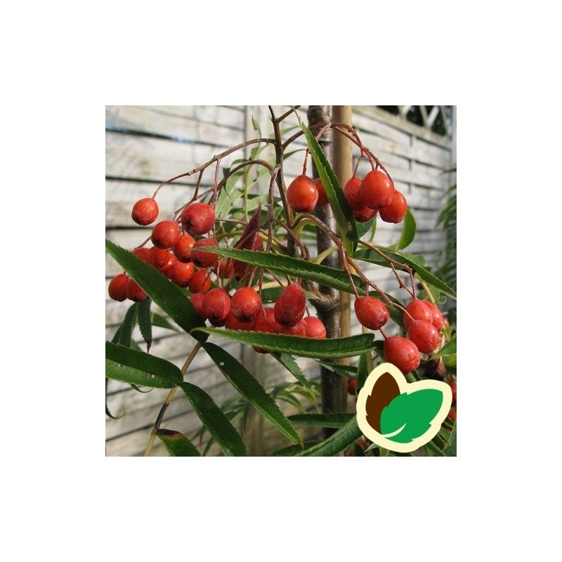 Koreansk Røn 4 - 4,5 meter / Stammeomkreds 16-18 cm. - Sorbus commixta ...