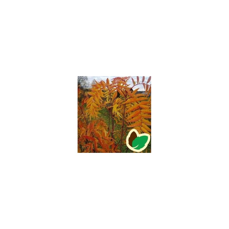 Koreansk Røn 4,25 - 4,75 meter / Stammeomkreds 18-20 cm. - Sorbus ...