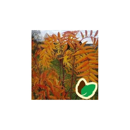 Koreansk Røn 4,25 - 4,75 meter / Stammeomkreds 18-20 cm. - Sorbus ...