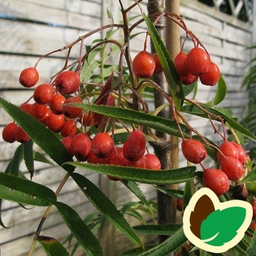 Koreansk Røn 4,25 - 4,75 meter / Stammeomkreds 18-20 cm. - Sorbus ...