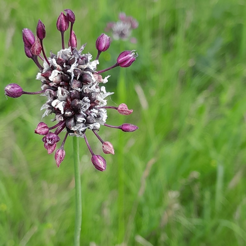 Skovløg / Slangeløg, 10 løg - Allium scorodoprasum 'Art'