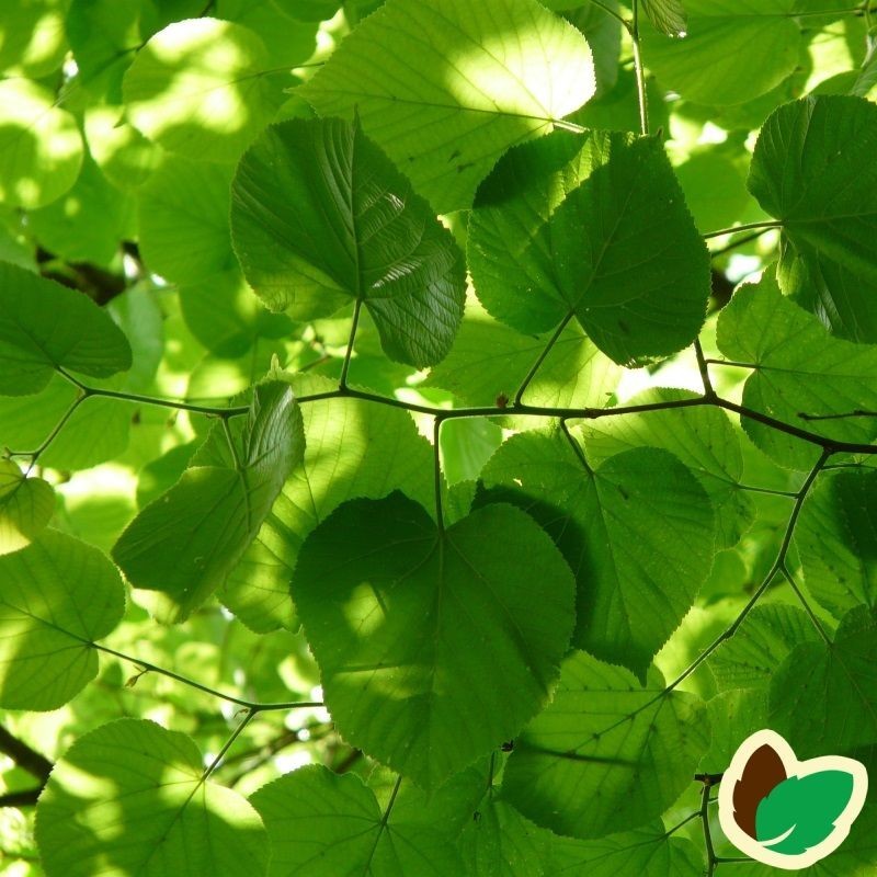 Tilia cordata Greenspire - Småbladet Lind / 175-200 cm.