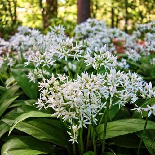 Ramsløg 100 løg - Allium ursinum