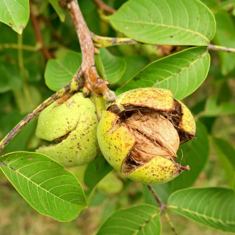 Valnød Chandler 250 -300 cm. / Stammeomkreds 8-10 cm. - Juglans regia Chandler