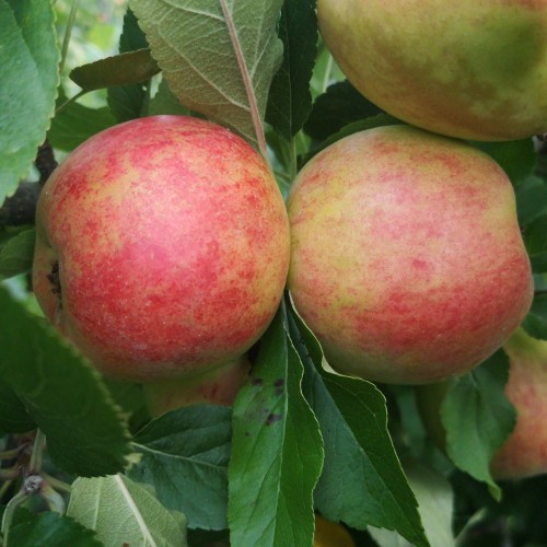 Æbletræ Elstar - Stammeomkreds 10-12 cm. m. Klump - Malus domestica Elstar
