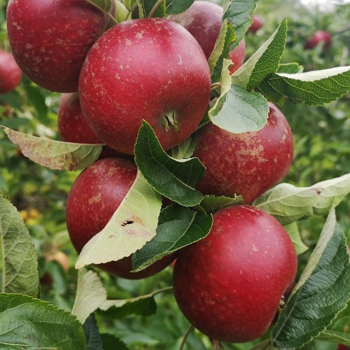 Æbletræ Ingrid Marie - Stammeomkreds 10-12 cm. - Malus domestica Ingrid Marie