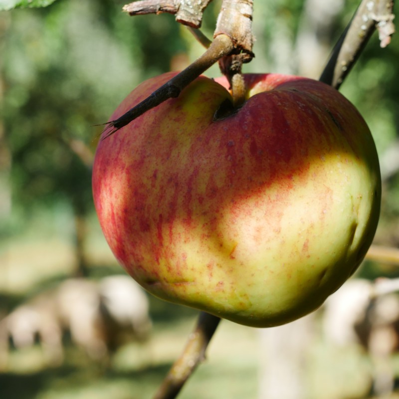 Æbletræ James Grieve - Stammeomkreds 12-14 cm. - Malus domestica James Grieve
