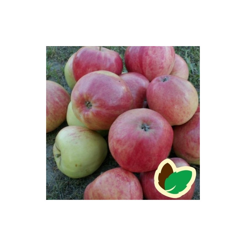 Æbletræ Rød Ananas