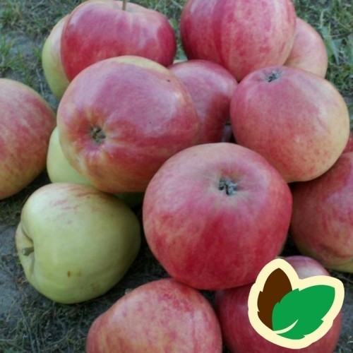 Æbletræ Rød Ananas