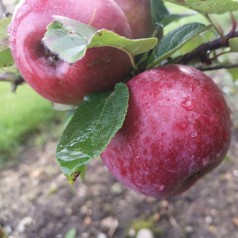 Æbletræ Rød Aroma