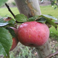 Æbletræ Rød Aroma