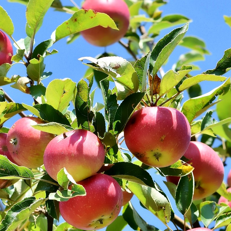Æbletræ Santana - Stammeomkreds 12-14 cm. - Malus domestica Santana