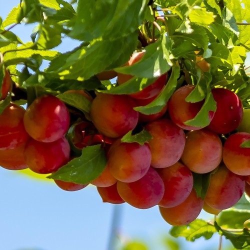 Blommetræ Jubileum - Stammeomkreds 14-16 cm. - Prunus domestica Jubileum