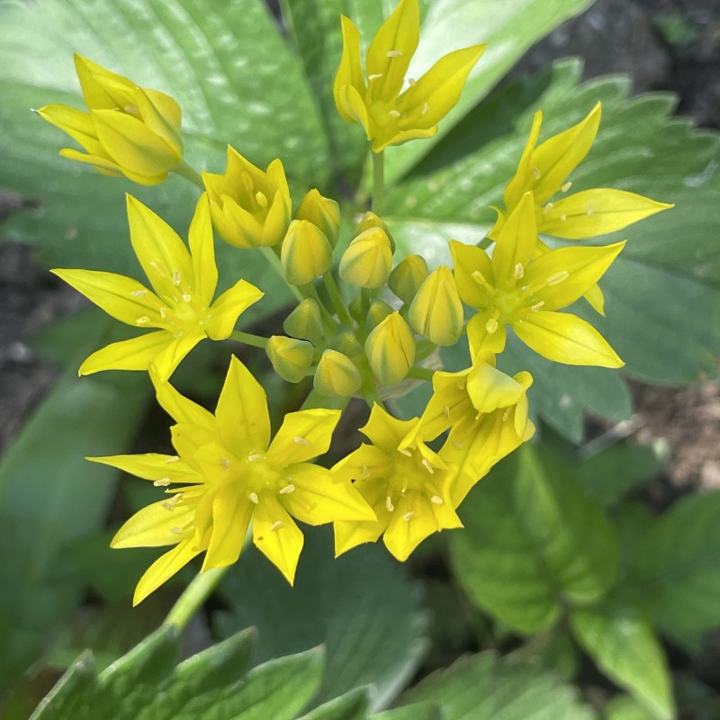 Guldløg, 100 løg - Allium moly