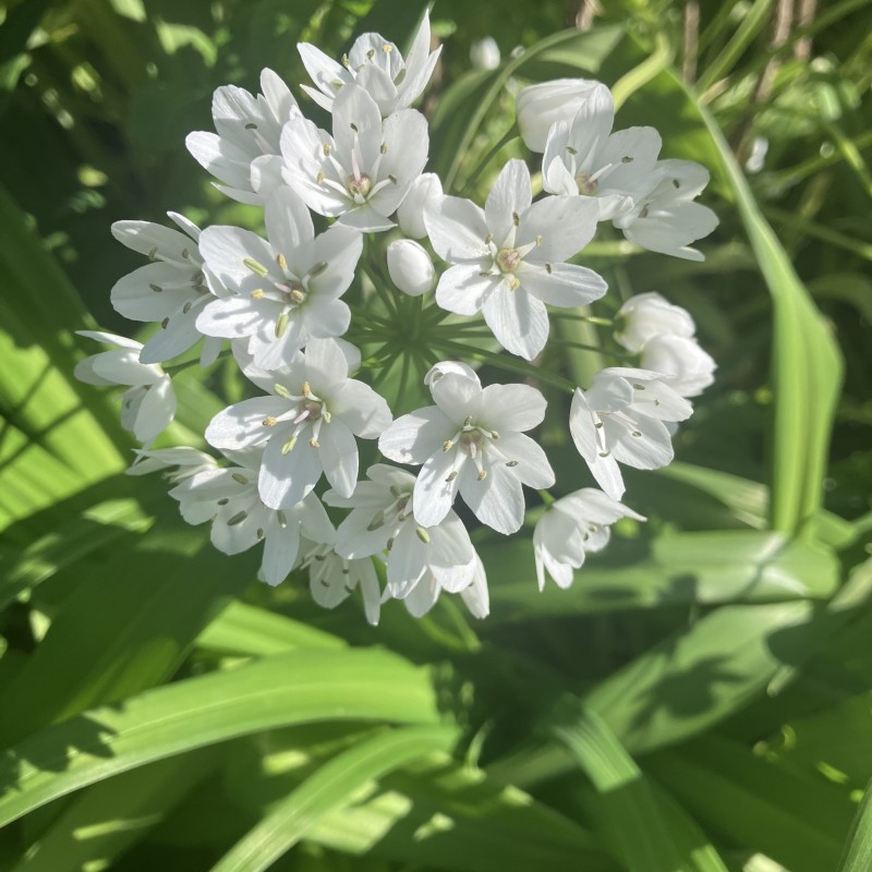 Neapel-prydløg, 100 løg - Allium neapolitanum