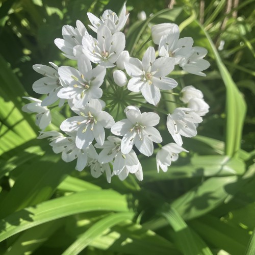 Neapel-prydløg, 100 løg - Allium neapolitanum