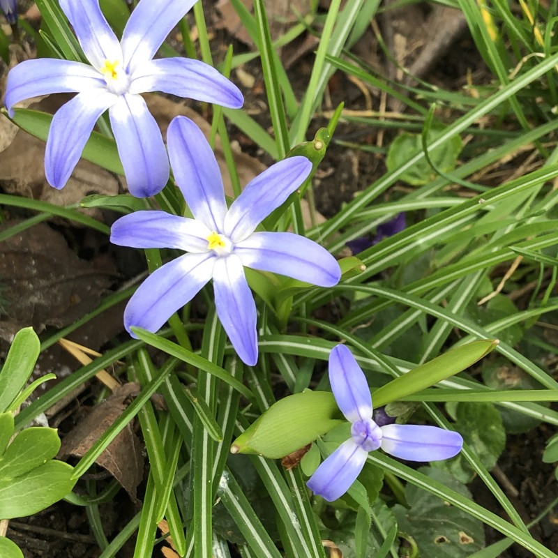 Stor snepryd, 100 løg - Chionodoxa luciliae