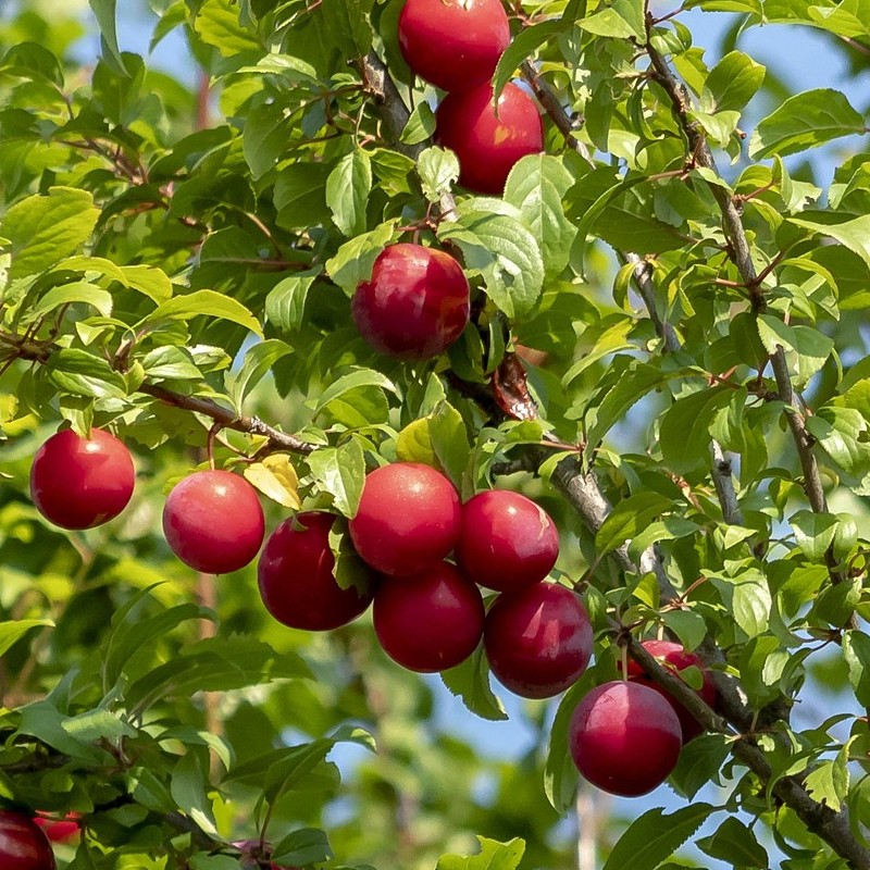 Blommetræ Opal - Stammeomkreds 10-12 cm. - Prunus domestica Opal