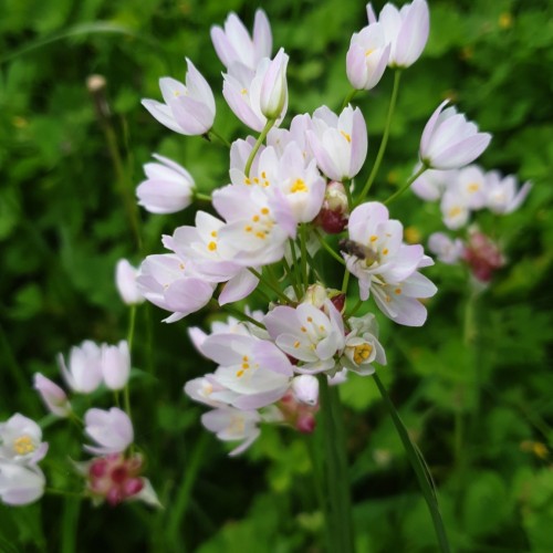Rosenløg, 100 løg - Allium roseum