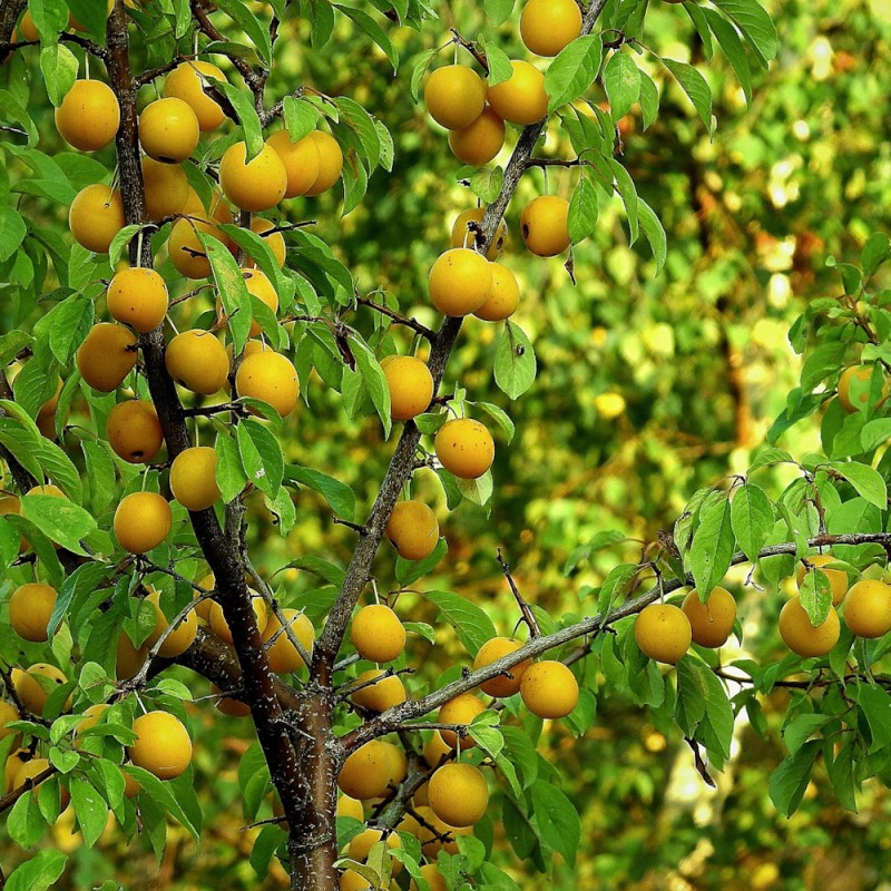 Blommetræ Reine Claude d'Oullins - Stammeomkreds 10-12 cm. - Prunus domestica Reine Claude d'Oullins