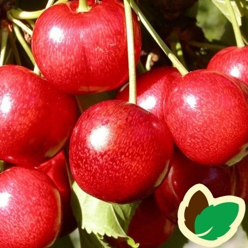 Kirsebærtræ Sunburst