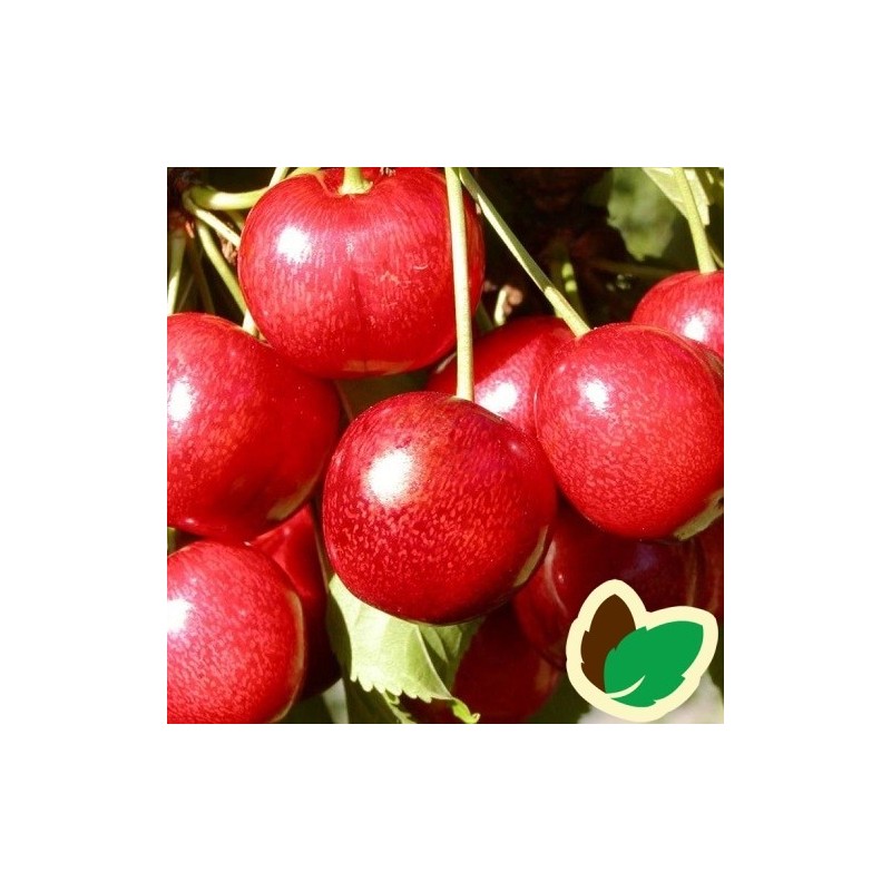 Kirsebærtræ Sunburst