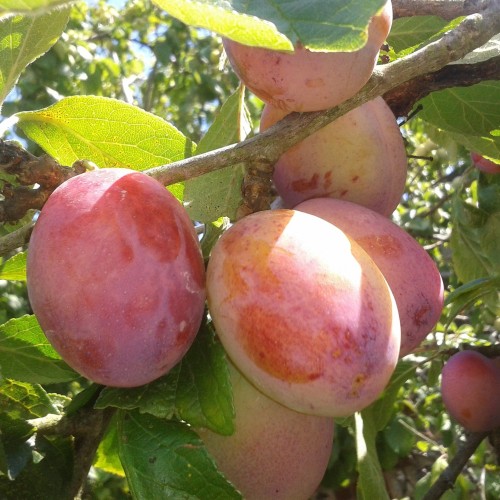 Blommetræ Victoria - Stammeomkreds 10-12 cm. m. Klump - Prunus domestica Victoria