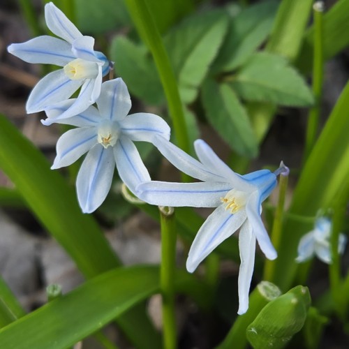 Porcelænshyacint, 100 løg - Puschkinia libanotica