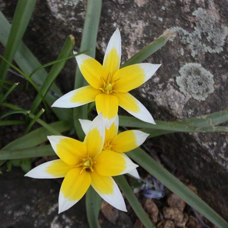 Vild tulipan, 50 løg - Tulipa tarda