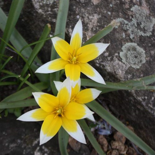 Vild tulipan, 50 løg - Tulipa tarda