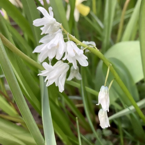 Porcelænshyacint Hvid, 100 løg - Puschkinia libanotica Alba