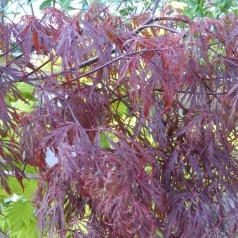 Acer Palmatum Dissectum Crimson Queen - Japansk Løn - Japansk Ahorn