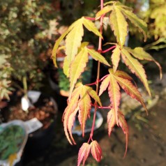Acer palmatum Katsura