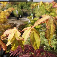 Acer palmatum Katsura