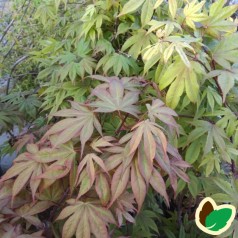 Acer Palmatum Osakazuki / Japansk Løn / Japansk Ahorn