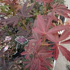 Japansk Ahorn Red Pygmy 20-40 Cm. - Bundt Med 25 Stk. Barrodsplanter - Acer Palmatum Red Pygmy